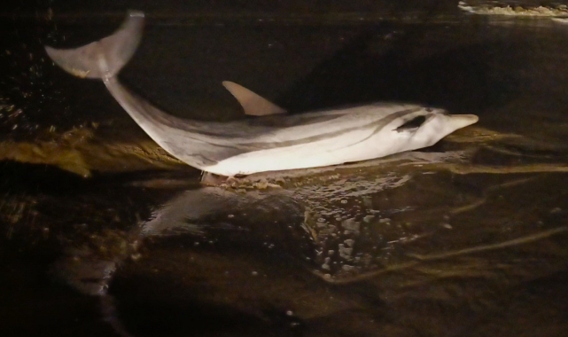 EKODOSD Başkanı Sürücü: "Yunusların yaşatılması için havuz projesi önerimiz var"