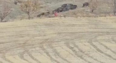 Elazığ'da domuz sürüsü görüldü