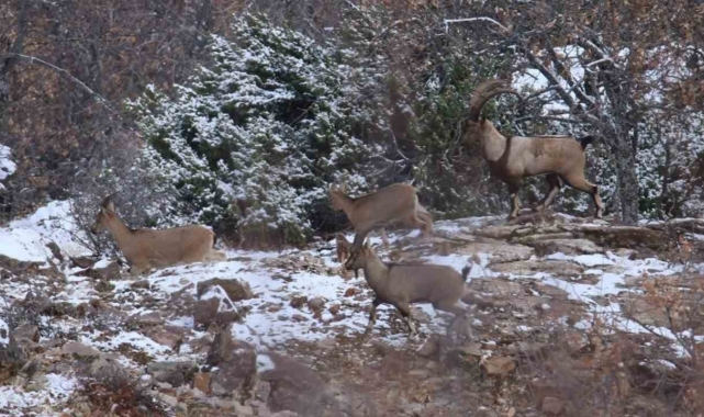 Elazığ'da yaban keçisi envanter çalışması yapıldı