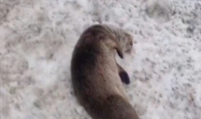 Erzincan'da nesli tükenmekte olan vaşak ve su samuru araç çarpması sonucu telef oldu