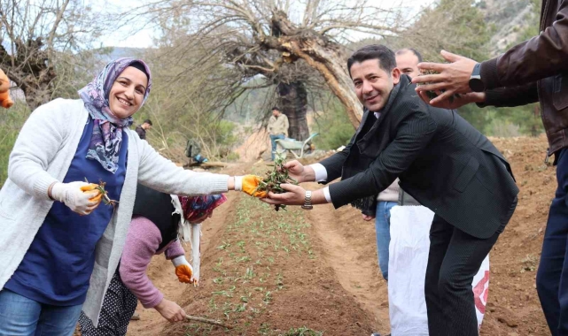 Feke'de sahlep fidanları toprakla buluştu