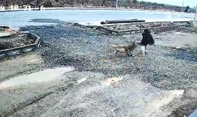 Gaziantep&#039;te başıboş köpek kız çocuğuna saldırdı