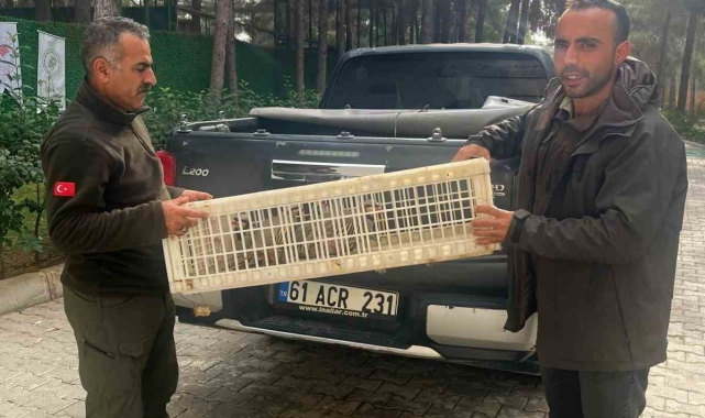 Habur Sınır Kapısı'nda 11 kınalı keklik ele geçirildi: 4 şüpheliye 89 bin 261 TL ceza kesildi