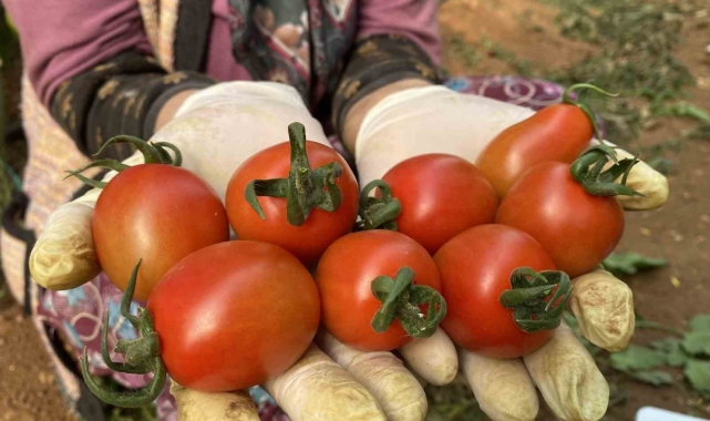 Halde işlem gören domates miktarı düştü, fiyat arttı