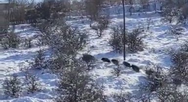 Harput'ta domuz sürüsü görüldü