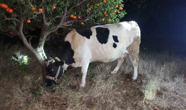 Hayvan hırsızları hayvanlarla birlikte yakalandı