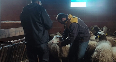 Hayvanlarda hastalık riski azaltılıyor