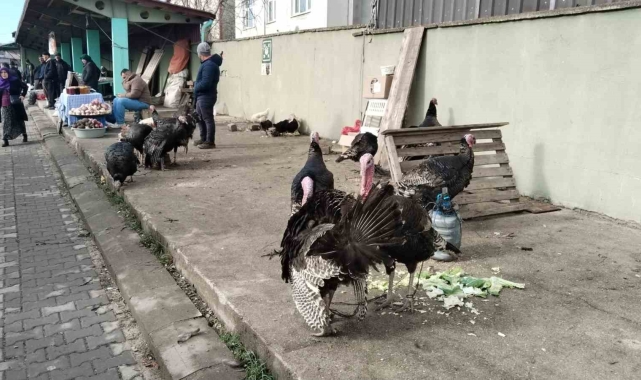 Hindi eti, demir ve protein açısından zengin