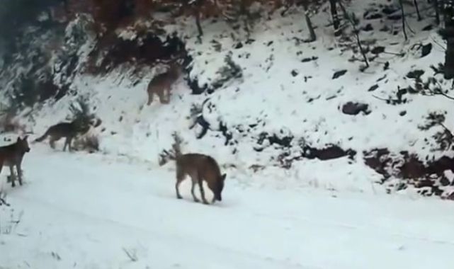 Ilgaz Dağı'ndaki yaban hayatı fotokapanla görüntülendi