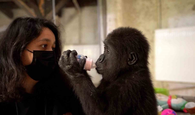 İstanbul Havalimanı'nda ele geçirilen yavru gorilin rehabilitasyon süreci devam ediyor