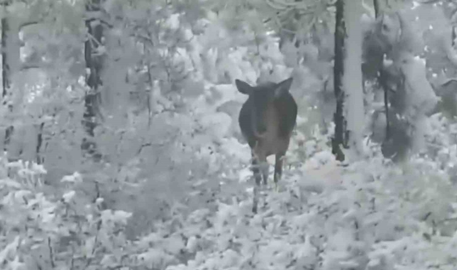 Kar yağışı sonrası yemek arayan kızıl geyikler yol kenarında görüntülendi
