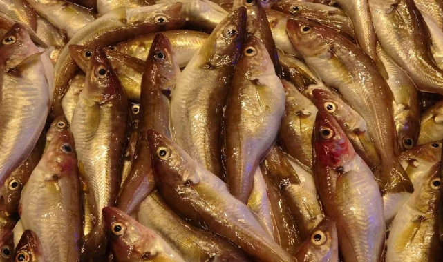 Karadeniz'de mezgit bereketi