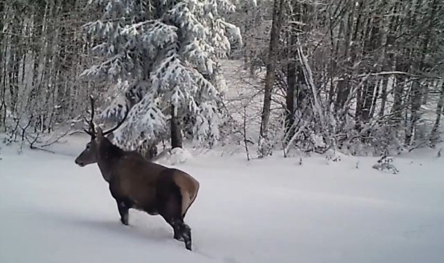 Karda yürümekte zorlanan kızıl geyik fotokapana takıldı