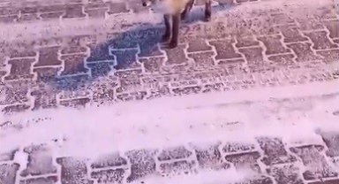 Kars'ta tilki ile vatandaşın gülümseten anları