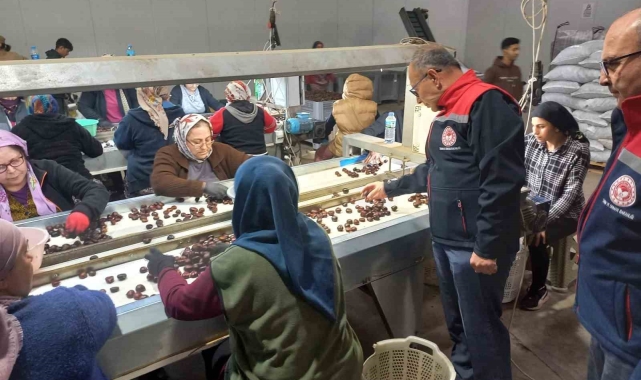 Kestanenin Aydın'dan ihracat yolculuğu başlıyor