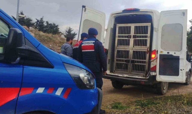 Kırıkkale'de dövüştürülen köpekler kurtarıldı, sorumlulara para cezası uygulandı