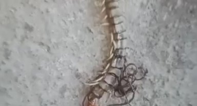 Kırkayağın içinden çıkan at kılı solucanını görünce neye uğradığını şaşırdı