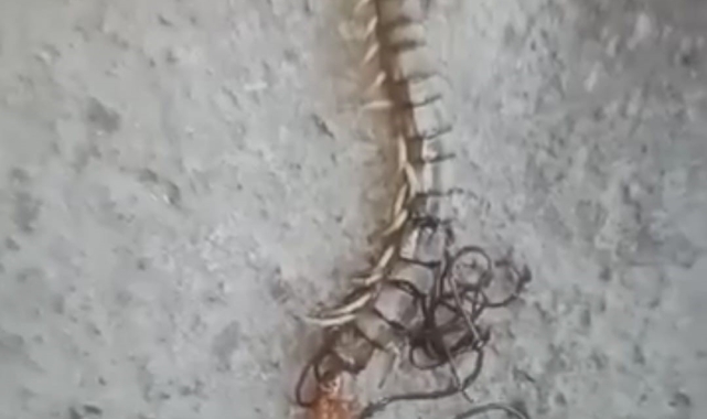 Kırkayağın içinden çıkan at kılı solucanını görünce neye uğradığını şaşırdı
