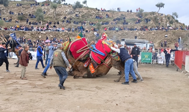 Koçarlı'da develer arenaya indi, şampiyonluk için güreşti