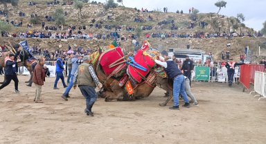 Koçarlı'da develer arenaya indi, şampiyonluk için güreşti