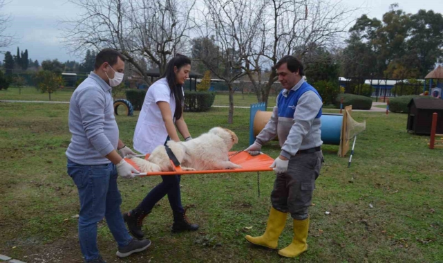 Konyaaltı Belediyesi'nden hayvan bakım ve hijyen eğitimi