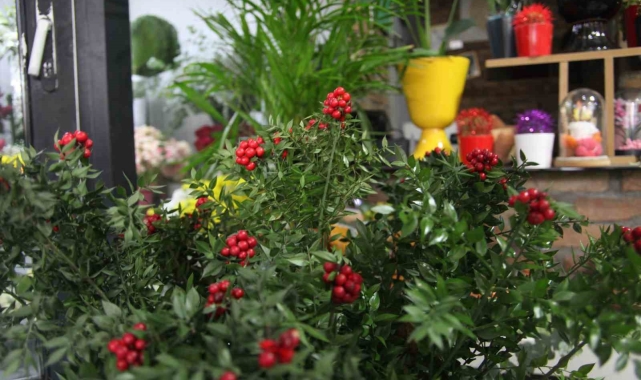 Konya'da çiçekçilerde 'kokina' hazırlığı