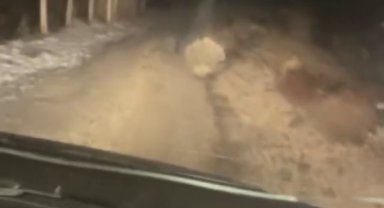 Koruma altındaki oklu kirpi Elazığ'da görüntülendi