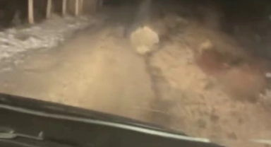 Koruma altındaki oklu kirpi Elazığ'da görüntülendi