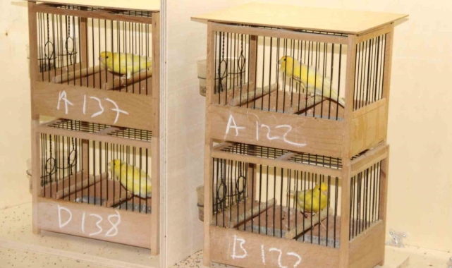 Kuşlar en iyi ötüşü yapmak için yarıştı