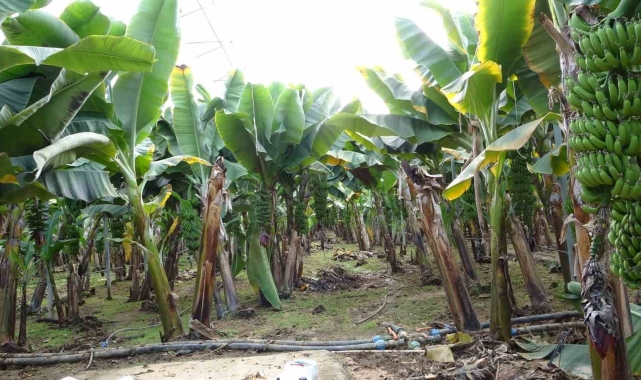 Manavgat&#039;ta hortumun ve yağmurun vurduğu tarım alanlarında zarar büyük