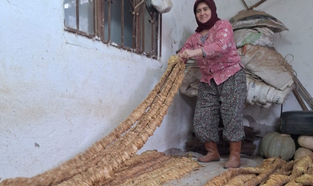 Manisalı kadın üretici organik tütün yetiştirmeye devam ediyor