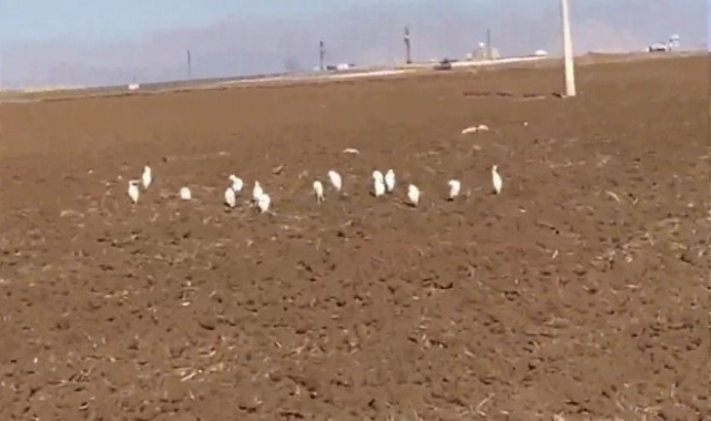 Mardin'de akbalıkçıl kuşları erken görüldü