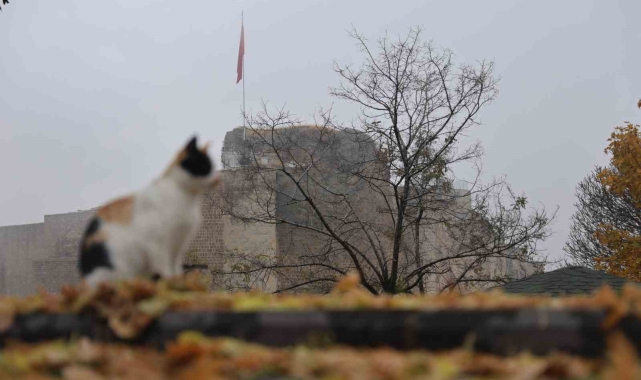 Medeniyetler beşiği Harput&#039;ta &#039;kedili&#039; manzaralar