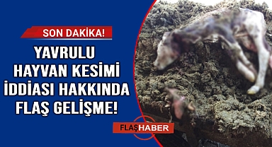 Mezbahada yavrulu hayvanlar kesildiği iddiası ile ilgili flaş gelişme