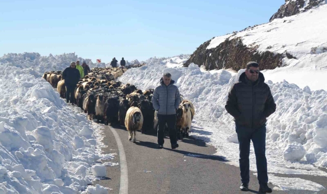 Muş'ta 2 bin koyun mahsur kaldı