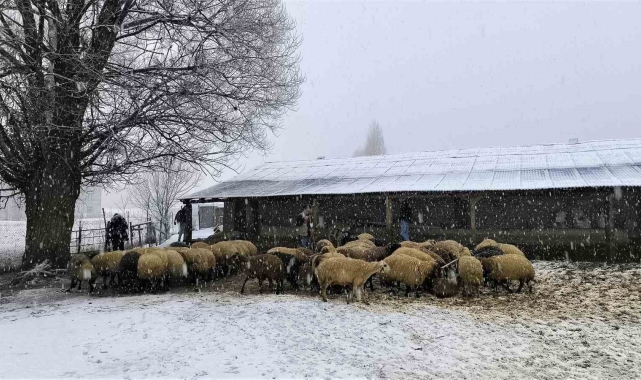 Muş&#039;ta besiciler kar yağışı altında zorlu mücadele veriyor