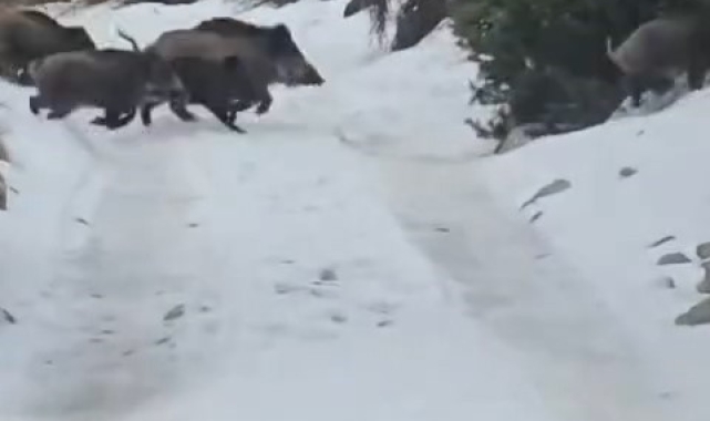 Niğde'de yaban domuzu sürüsü görüntülendi