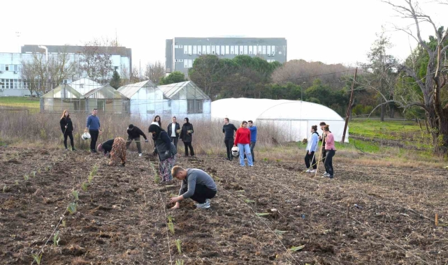 Organik enginarlar BUÜ Ziraat Fakültesi'nden