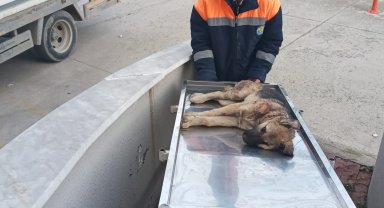 Otomobilin çarptığı köpeği belediye çalışanları kurtardı