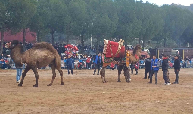 Pehlivan develer Köşk arenasında kozlarını paylaaştı