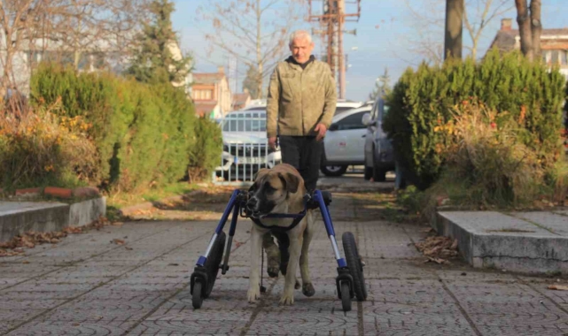Sakat kalan köpeğini yürüteç ile hayata bağladı