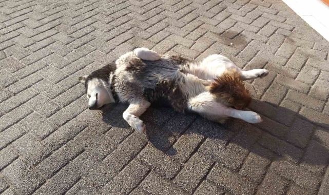 Sevimli köpeğin güneş sefası görenleri gülümsetti