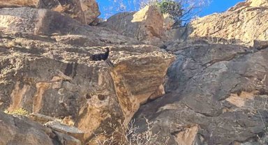 Siirt'te mahsur kalan keçi kurtarıldı