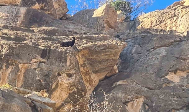 Siirt'te mahsur kalan keçi kurtarıldı