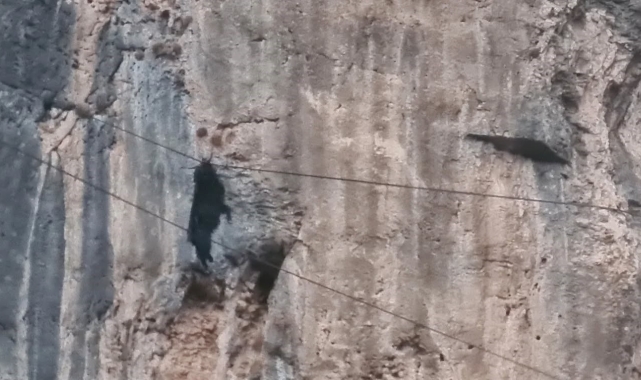 Siirt&#039;te tel örgülerde asılı kalan keçi kurtarıldı