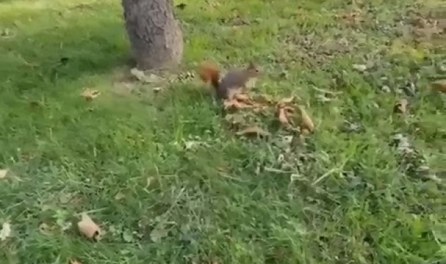 Sincabı kendi elleriyle böyle besledi