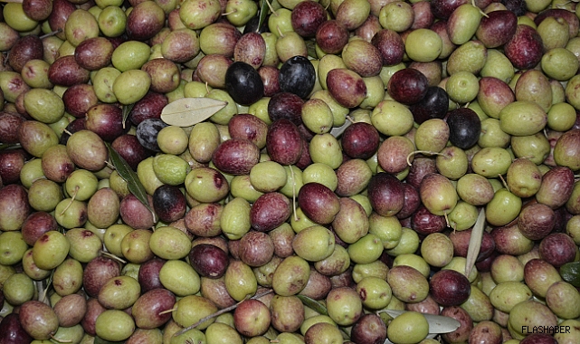 Sinop'ta kurmalık zeytine yoğun talep