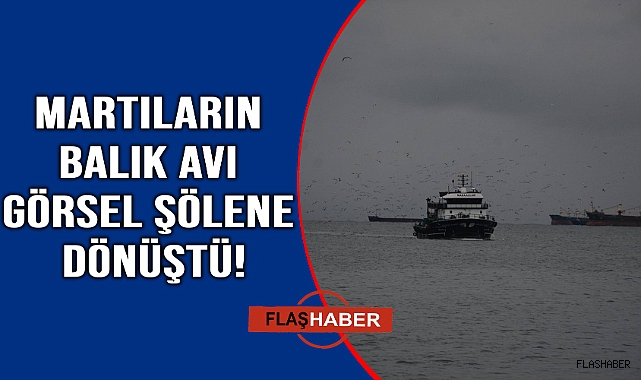 Sinop'ta martıların balık kapma mücadelesi