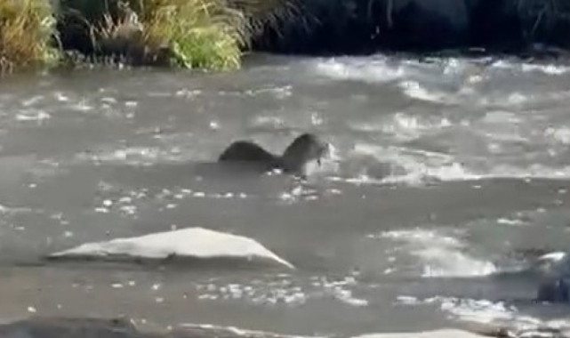 Şırnak'ta nesli tehlike altında olan su samuru görüldü