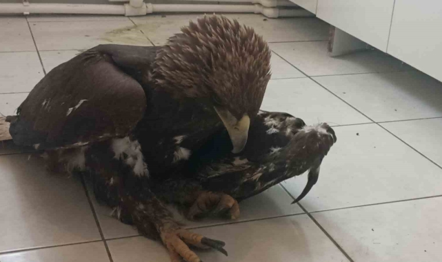 Sivas'ta bulunan yaralı kaya kartalı tedavi altına alındı